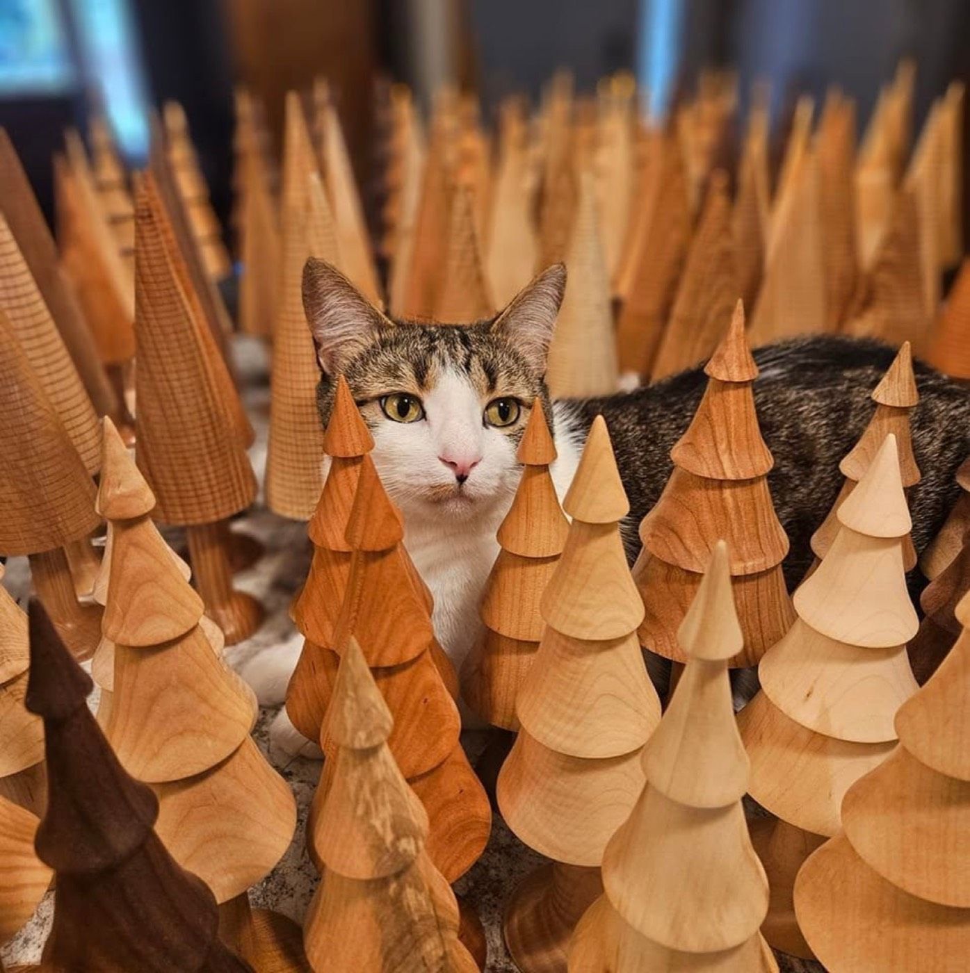 The shop cat peeking out from a forest of turned trees